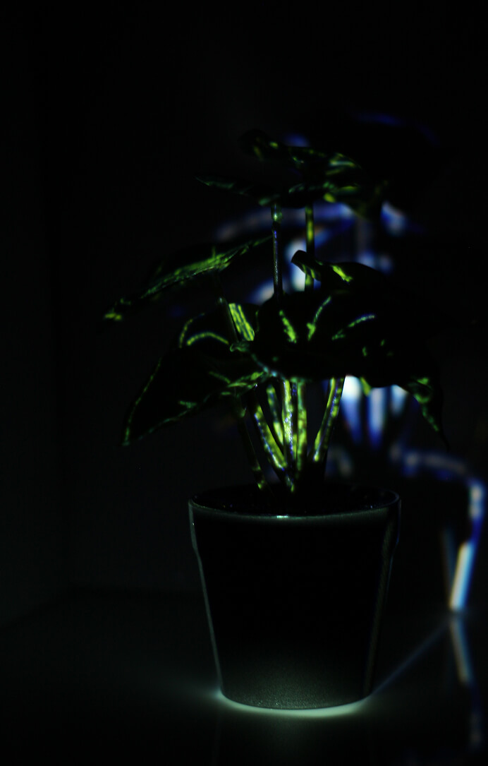 visual art plant mapping