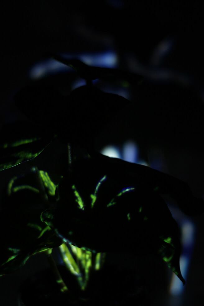 visual art plant mapping